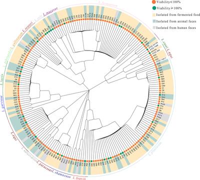 Exploration of the Molecular Mechanisms Underlying the Anti-Photoaging Effect of Limosilactobacillus fermentum XJC60